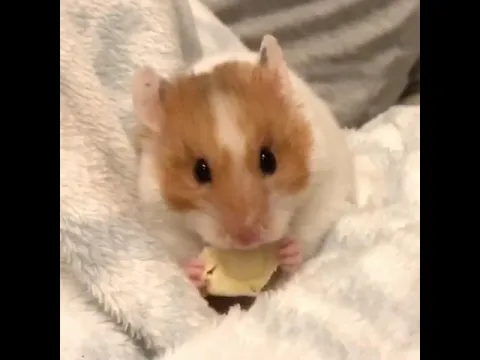Hamster Eating Cabbage Stalk
