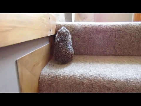 Hedgehog climbing up the stairs
