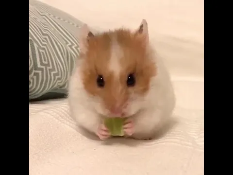 Hamster Eating Cabbage Leaf