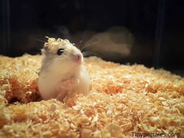Why Is My Hamster Shaking/Shivering?