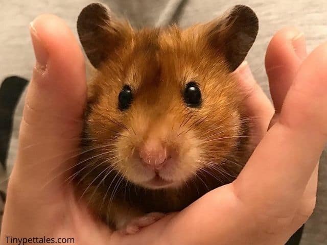 How To Calm Down A Stressed Hamster? (You Must Know)