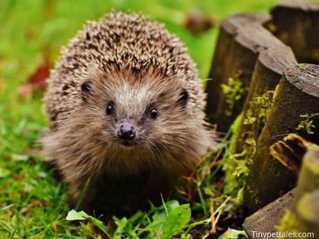 Safe And Unsafe Plants For Your Hedgehogs To Eat Or To Be Around