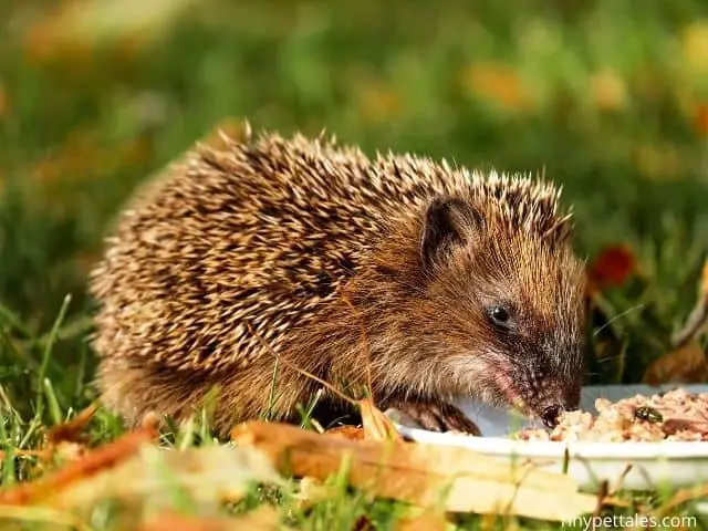 How Long Can Hedgehogs Go Without Food And Water?