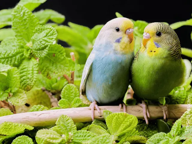 What Plants Can You Put In A Budgie Cage? (You Must Know)