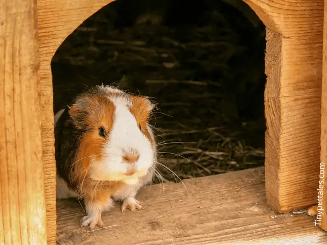 Can Guinea Pigs Roam Free In House?
