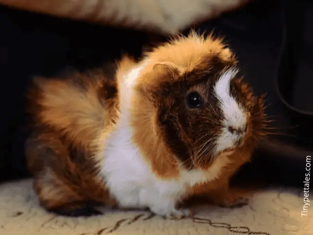 Abyssinian Guinea Pigs: A Complete Guide