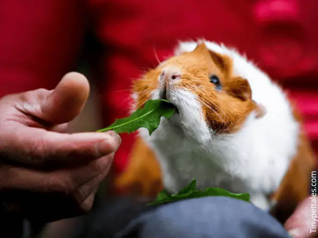 What Herbs Can Guinea Pigs Eat? (List Of Safe And Unsafe Herbs)